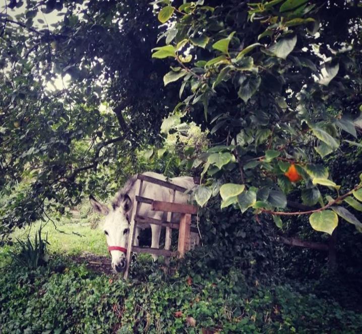La Casa Di Mo Villa Albisola Superiore Exterior foto